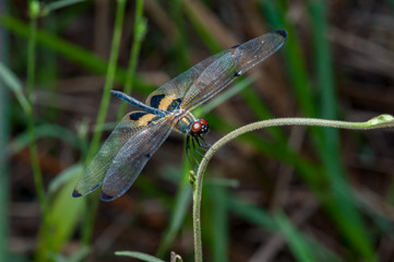 Male yellow-striped flutterer (Rhyothemis phyllis) on a stem
