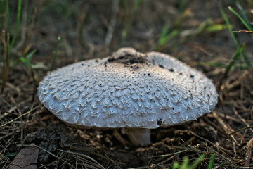 A big white mushroom in the grass