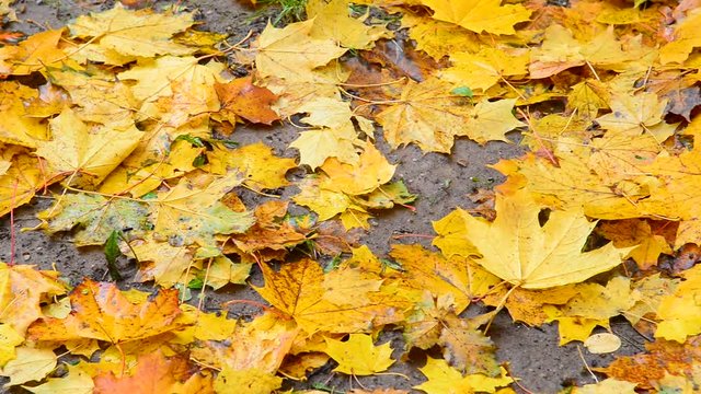 Many bright yellow maple leaves lie on ground