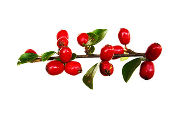 Autumnal colors of Cotoneaster leaves and berries isolated against white