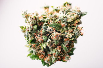 Medical cannabis bud