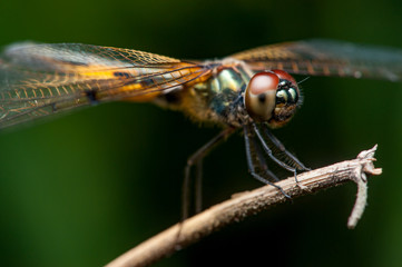 Male yellow-striped flutterer (Rhyothemis phyllis) on a twig