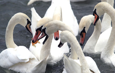 Obraz premium Swans fighting over food.Swans fighting for a piece of bread at River Danube in Zemun,Belgrade Serbia.