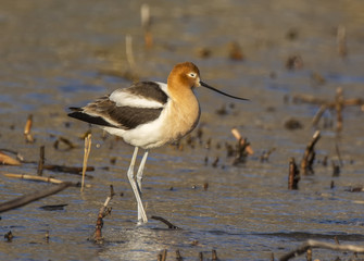 American Avocet