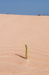 Fuerteventura, Isole Canarie: pianta grassa sulle dune di sabbia del parco naturale di Corralejo il 29 agosto 2016: 11 chilometri di dune formatesi dalla sabbia del Sahara portata dal vento