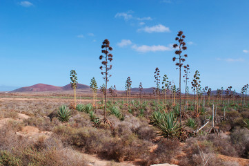 Fuerteventura, isole Canarie: una distesa di piante grasse e la Montagna Colorata sullo sfondo, il 5 settembre 2016