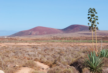 Fuerteventura, isole Canarie: una distesa di piante grasse e la Montagna Colorata sullo sfondo, il...