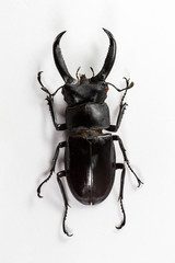 Stag Beetle (Hexarthrius nigritus) Top view and white background
