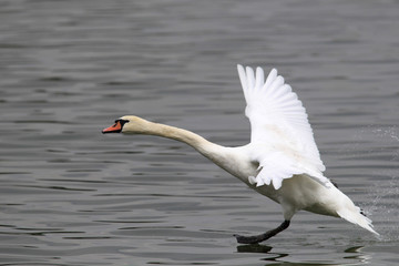 Swan is taking off from water. Swan running on water.River Danube in Zemun,Belgrade Serbia.