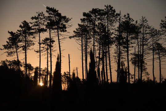 Pinen im Sonnenaufgang