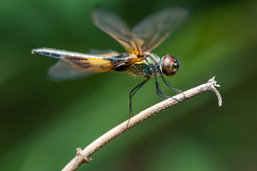 Male yellow-striped flutterer (Rhyothemis phyllis) on a twig