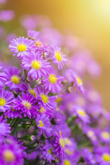 Aster violet flower for background.