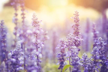 Photo sur Plexiglas Lavande beau champ de fleurs de lavande douce avec fond clair du soleil.