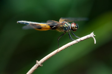 Male yellow-striped flutterer (Rhyothemis phyllis) on a twig