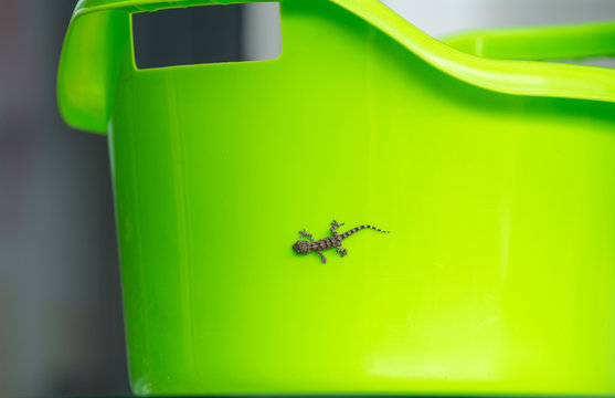 Salamanquesa en fondo verde