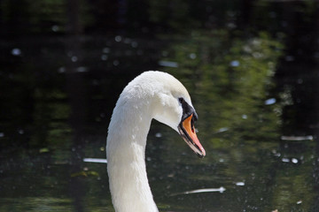portrait of white swan