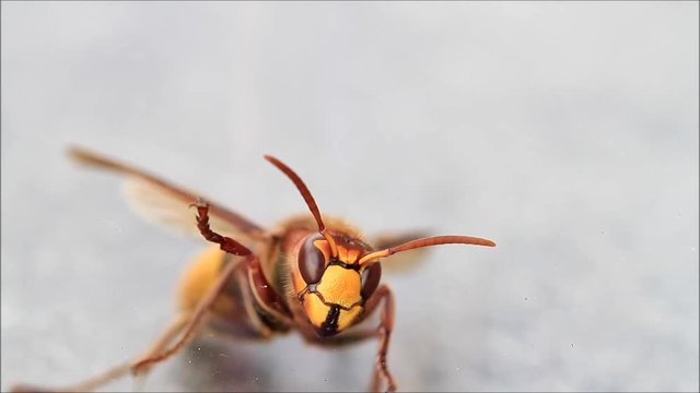 hornet bee (Vespa crabro) isolated, macro
