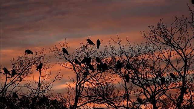 crows on tree at sunset

