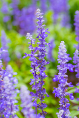 Obraz premium Lavender flower.