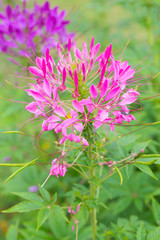 Beautiful flower with detail pollen of Cleome hassleriana spider flower.