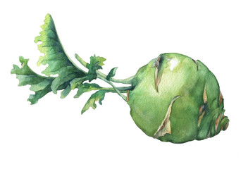 Fresh cabbage kohlrabi with green leaves (German turnip).Watercolor hand painting illustration on isolate white background.
