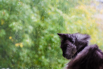 Black and white cat