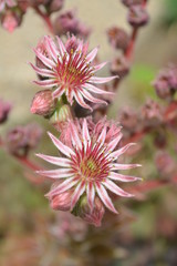 Sempervivum Dachwurz