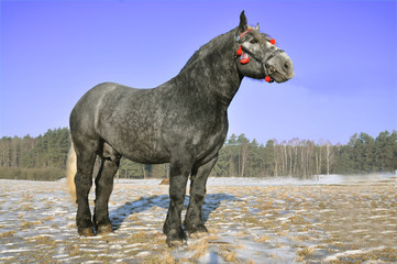 Koń(perszeron francuski)