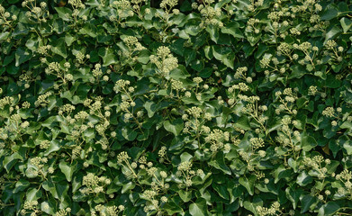 Foliage of Clematis with many formed blossom clusters as backgro