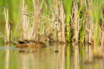Stockente (Anas platyrhynchos)
