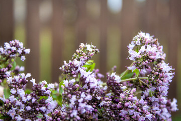 Oregano herbs on wooden background