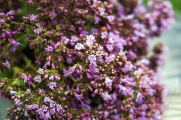 Oregano herbs on wooden background