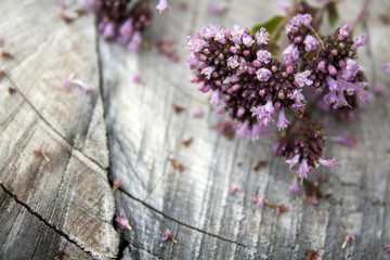 Oregano herbs on wooden background