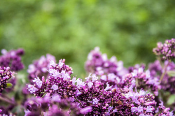Oregano herbs on wooden background