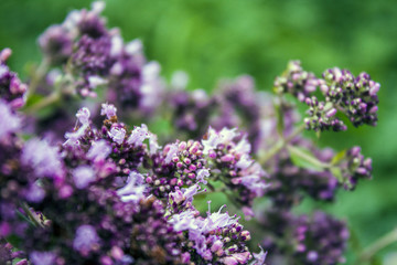 Oregano herbs on wooden background