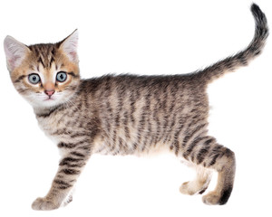 Shorthair brindled kitten crawling sneaking isolated