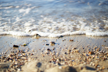 Strandgut