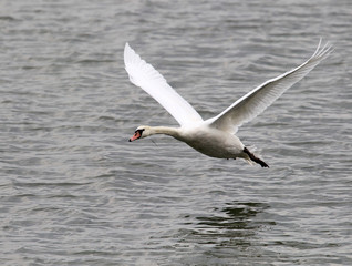 Fototapeta na wymiar Swan is taking off from water. Swan running on water.River Danube in Zemun,Belgrade Serbia.
