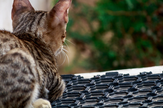 cat - back view