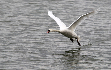 Swan is taking off from water. Swan running on water.River Danube in Zemun,Belgrade Serbia.