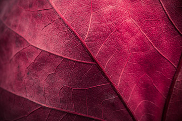 Autumn leaf macro texture