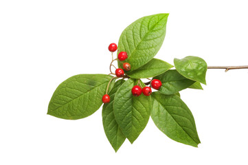 Cotoneaster leaves and berries