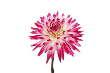Obraz premium Dahlia flower isolated