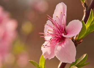 Delicate, pink peach tree blossom in early spring