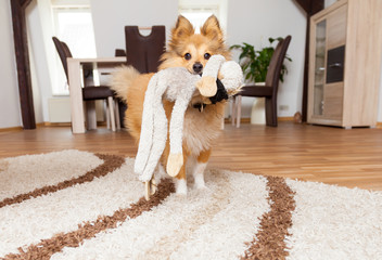 Shetland Sheepdog mit seinem Spielzeug