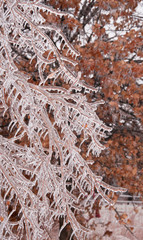 Persimmon tree branches after an ice storm, covered in thick layer of ice with long icicles