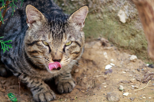 Angry cat