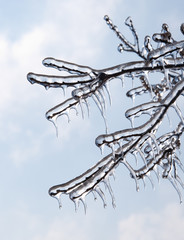 Tree branches covered in ice after an icestorm, against blue sky
