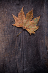 Naklejka na ściany i meble Yellow autumn leaf on natural wood