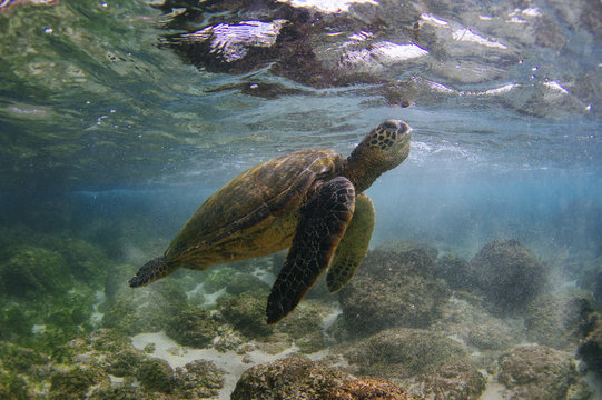 Sea turtle swimming, Oahu, Honolulu, Hawaii, United States of America